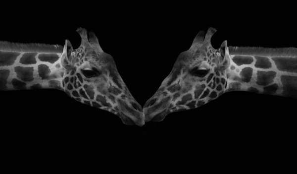 Dois Casal Girafa Beijando Fundo Preto — Fotografia de Stock