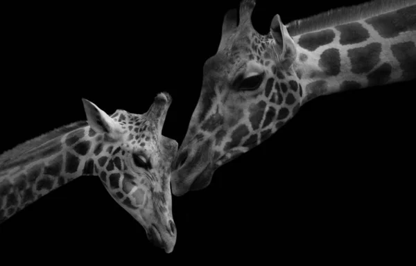 长颈鹿妈妈爱她的长颈鹿宝宝 — 图库照片