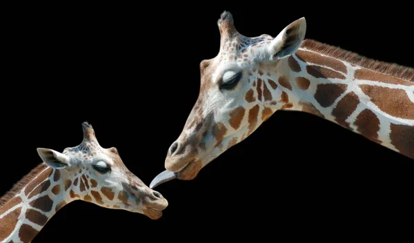 Mãe Bebê Girafa Rosto Fundo Preto — Fotografia de Stock