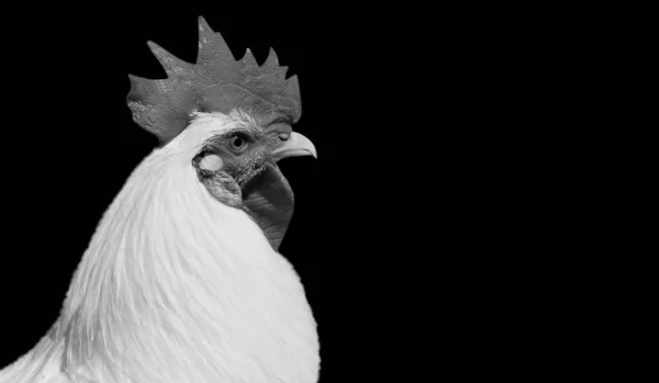 Cara Retrato Gallo Blanco Negro Fondo Negro —  Fotos de Stock