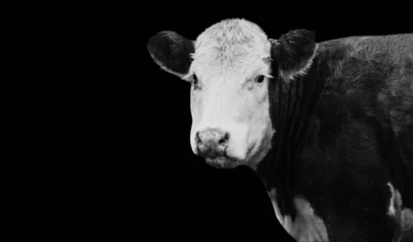 Visage Vache Noir Blanc — Photo