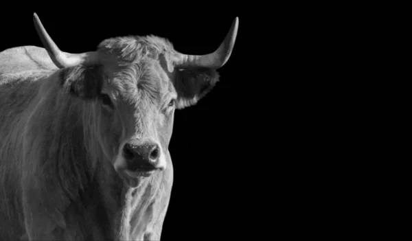 Noir Blanc Big Horn Visage Vache — Photo