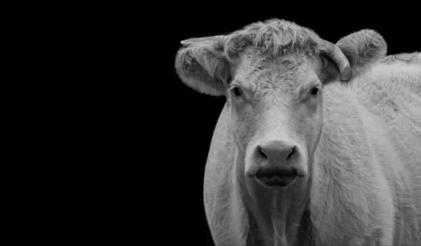 Big Cow Closeup Face Fundo Escuro — Fotografia de Stock