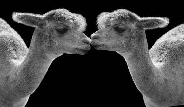 Dwa Słodkie Portret Alpaka Czarnym Tle — Zdjęcie stockowe