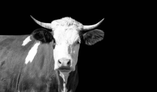 Zwart Wit Koe Met Grote Hoorn Zwarte Achtergrond — Stockfoto