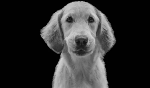 かわいいゴールデンレトリバー子犬の顔 — ストック写真
