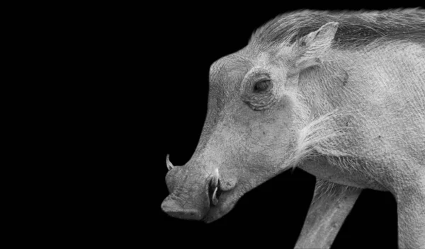 Nebezpečné Warthog Closeup Tvář Černém Pozadí — Stock fotografie