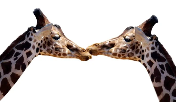 Incrível Dois Manchado Casal Girafa Isolado Fundo Branco — Fotografia de Stock