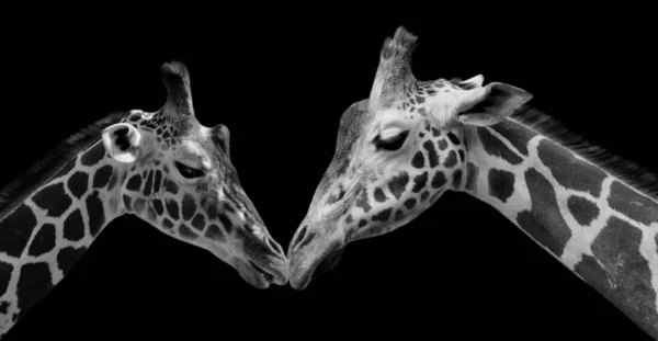 Черно Белые Две Жирафы Любят Друг Друга Расцветают Черном Фоне — стоковое фото