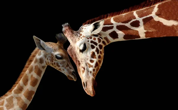 Lindo Bebé Jirafa Jugando Con Madre Jirafa Negro Fondo —  Fotos de Stock