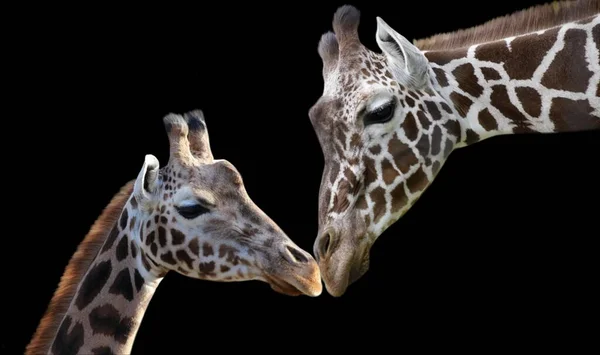 Mãe Bebê Girafa Close Fundo Escuro — Fotografia de Stock