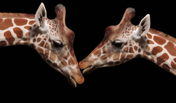 Beau Couple Girafe Baiser Sur Noir Fond — Photo