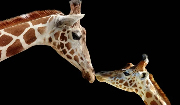 Bebê Mãe Girafa Retrato Fundo Preto — Fotografia de Stock