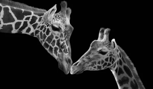 黑色背景下的长颈鹿宝宝与妈妈享受 — 图库照片