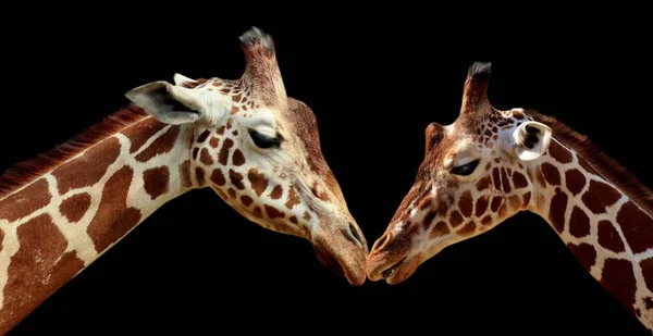 Incroyable Deux Girafe Portrait Sur Sombre Fond — Photo