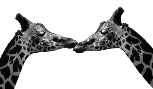 Любовь Двух Жирафов Белом Фоне — стоковое фото