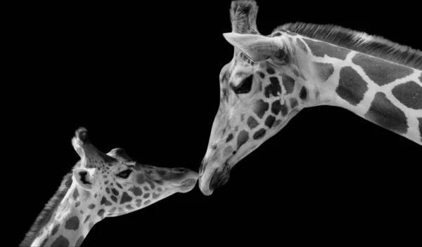 Niedliche Mutter Und Baby Giraffe Liebe Auf Dem Schwarzen Hintergrund — Stockfoto