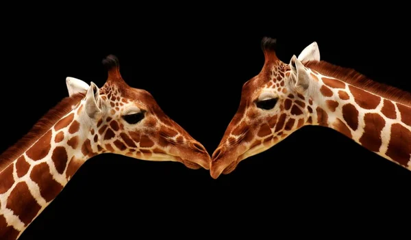 Bonito Dois Manchado Girafa Rosto Preto Fundo — Fotografia de Stock