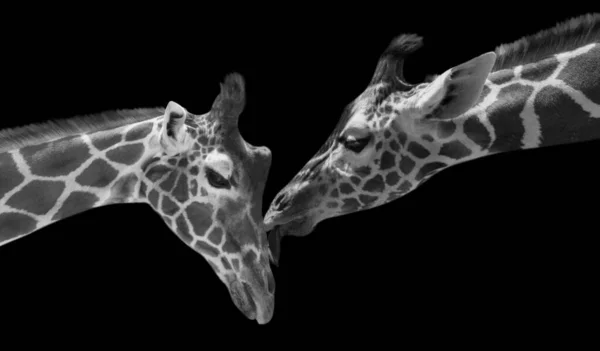 Gyönyörű Két Zsiráf Szerelem Egymással — Stock Fotó
