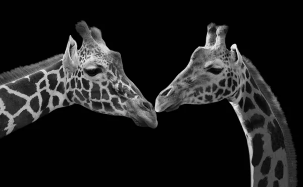 Longo Pescoço Girafa Close Rosto Preto Fundo — Fotografia de Stock
