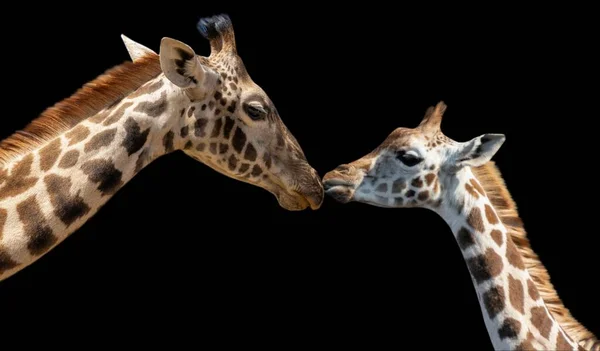 Baby Giraffe Грати Мати Темний Тло — стокове фото