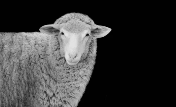 Όμορφο Πρόσωπο Πρόβατα Στο Μαύρο Φόντο — Φωτογραφία Αρχείου