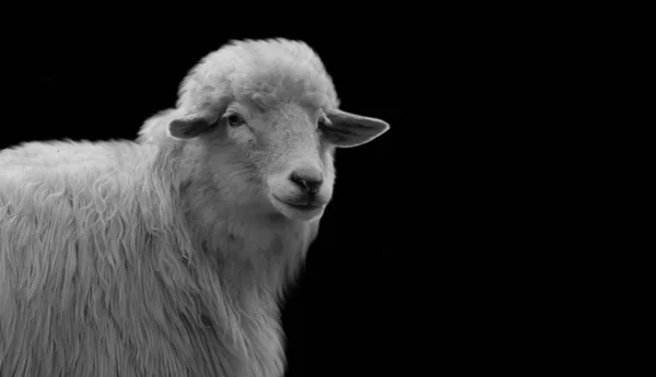 Schattig Schaap Met Groot Haar Zwarte Achtergrond — Stockfoto