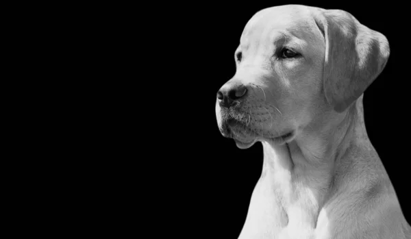 Lindo Hermoso Labrador Recuperador Perro Primer Plano Cara — Foto de Stock