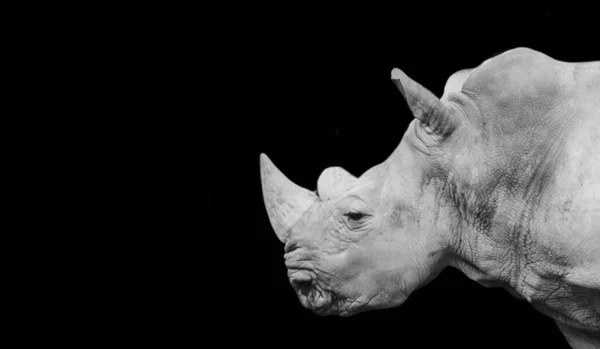 Svart Hvitt Tungt Rhino Portrettansikt Mørk Bakgrunn – stockfoto