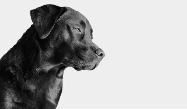 Negro Labrador Retriever Cara Perro Fondo Negro — Foto de Stock