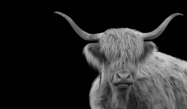 Siyah arka planda uzun saçlı güzel siyah ve beyaz dağ sığırları