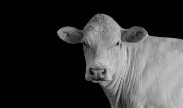 Belle Vache Mignon Visage Portrait Sur Fond Noir — Photo