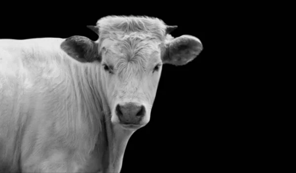 Χαριτωμένο Cow Closeup Πρόσωπο Στο Μαύρο Φόντο — Φωτογραφία Αρχείου