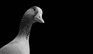 Siyah Arkaplanda Gülümseyen Tatlı Kaz