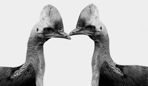 Dois Pássaros Cassowary Perigosos Isolados Fundo Preto — Fotografia de Stock