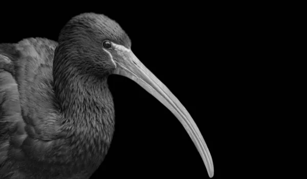 Krásný Velký Zobák Ibis Pták Closeup Tvář Černém Pozadí — Stock fotografie