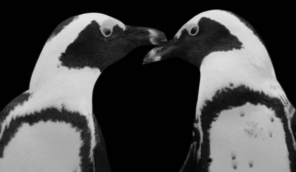 Twee Paar Pinguïn Loving Zwarte Achtergrond — Stockfoto