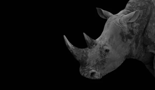 Portrait Côté Rhinocéros Noir Blanc Sur Fond Noir — Photo