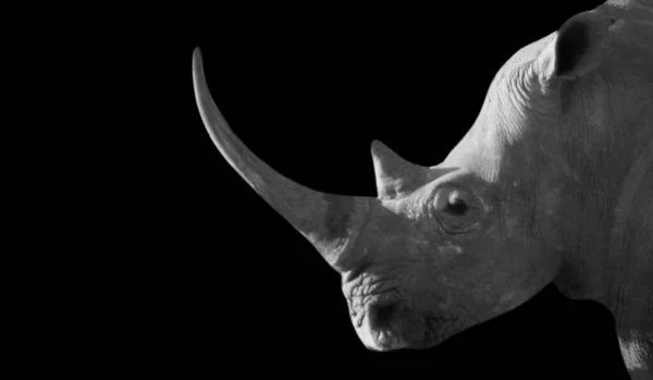 暗い背景に長い角を持つ危険なRhinoの肖像画 — ストック写真