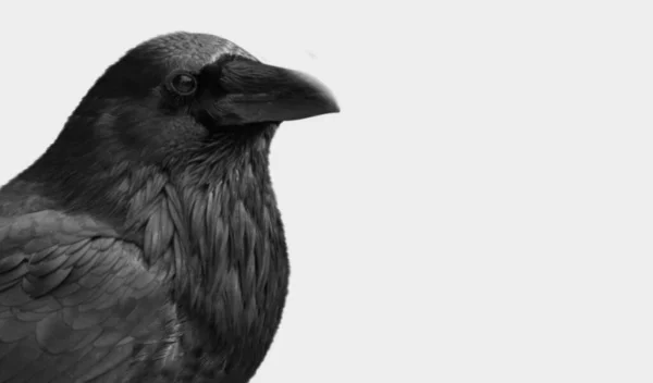 Black Crow Nahaufnahme Gesicht Isoliert Auf Dem Weißen Hintergrund — Stockfoto