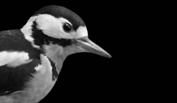 Mignon Noir Blanc Ponctué Woodpecker Gros Plan Visage — Photo