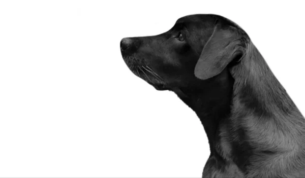 Vacker Svart Labrador Retriever Dog Tittar Upp Den Vita Bakgrunden — Stockfoto