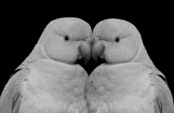 Lindo Hermosa Pareja Loro Aves Amor Negro Fondo —  Fotos de Stock