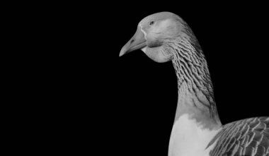 Siyah Arkaplanda Güzel Kaz Surat Portresi