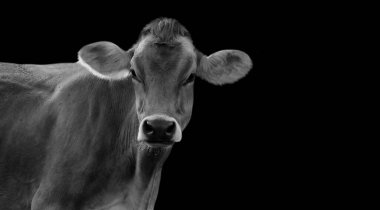 Siyah Arkaplanda Çiftlik İneği Portresi