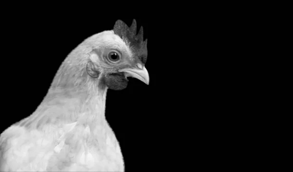 Куриный Портрет Черном Фоне — стоковое фото