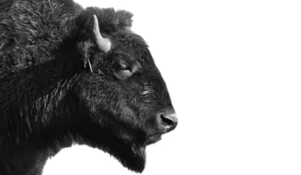 Black Bison Closeup Face Isolated White Background — Stock Photo, Image