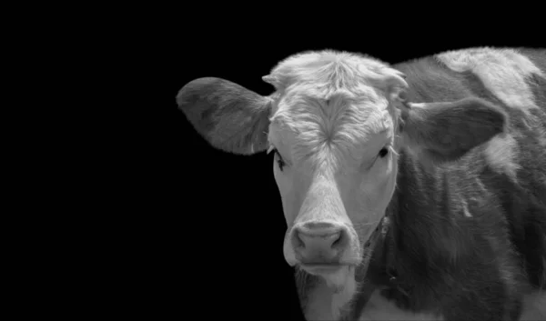 Portrait Vache Noir Blanc Mignon Dans Fond Sombre — Photo