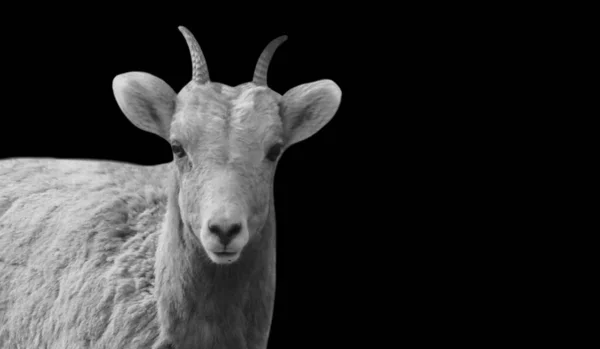 Вівці Крупним Планом Маленьким Рогом Чорному Тлі — стокове фото