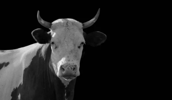 Μαύρο Και Άσπρο Αγελαδινό Πρόσωπο Closeup Μεγάλο Κέρας — Φωτογραφία Αρχείου